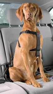 arnes-para-perro-para-el-coche-cinturon-de-seguridad