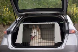 perro-transportín
